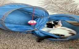 Mixed Breed cats for sale: Two mixed breed kittens for sale - Image 5