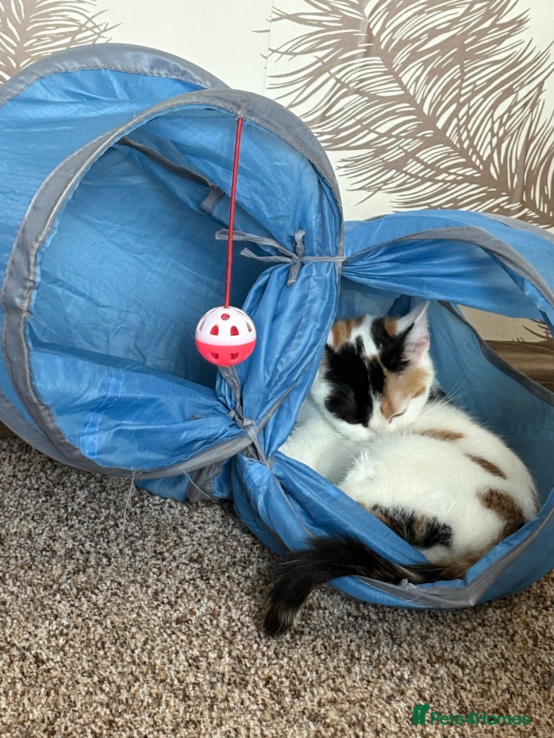Mixed Breed cats for sale: Two mixed breed kittens for sale - Image 5