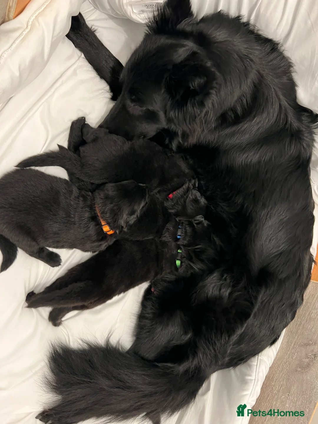 German Shepherd dogs for sale: German shepherd pups - Advert 2