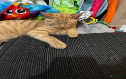 Domestic Shorthair cats for sale: Lovely 5 month old kitten for sale  - Image 5