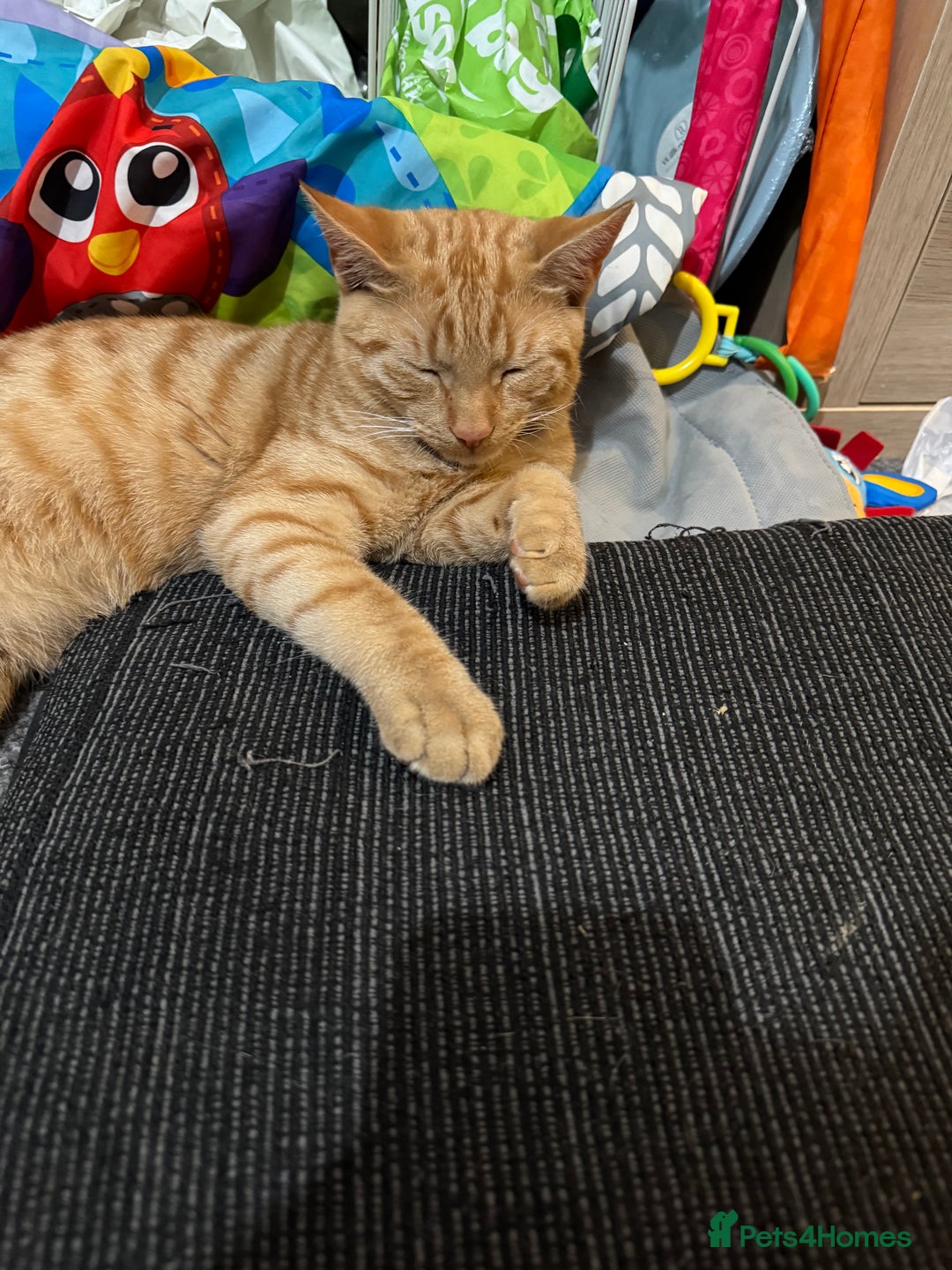 Domestic Shorthair cats for sale: Lovely 5 month old kitten for sale  - Image 5