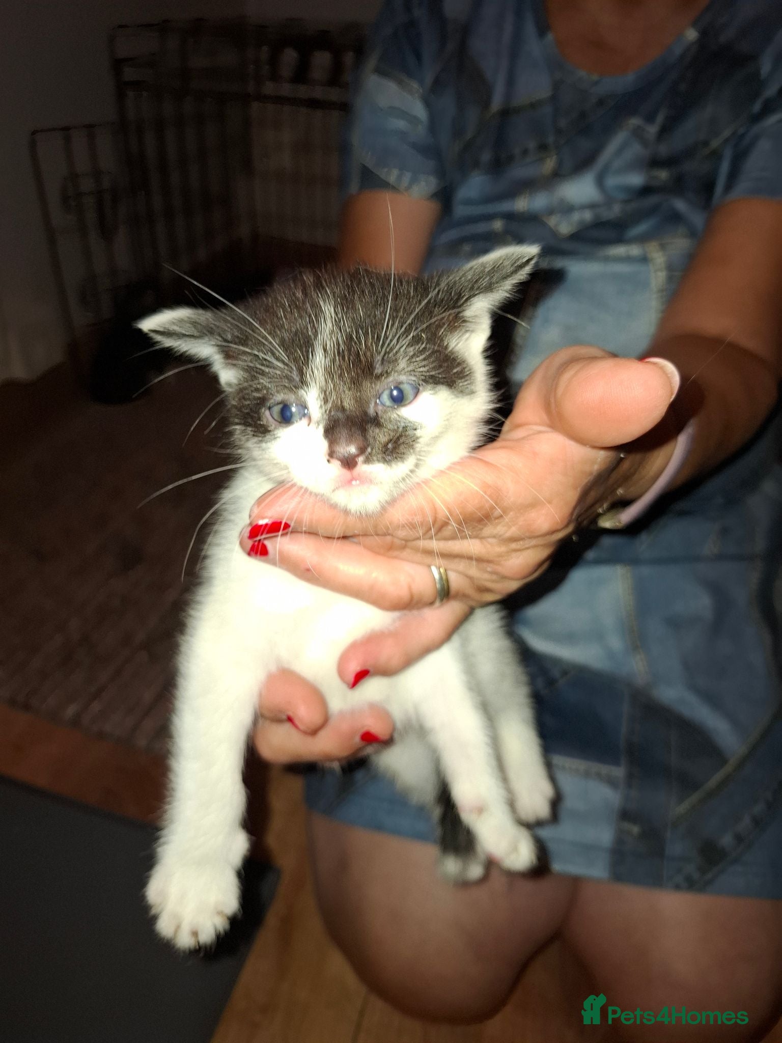 Mixed Breed cats 4 kittens  - Advert 6