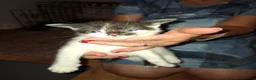 Mixed Breed cats for sale: 4 kittens  - Advert 1