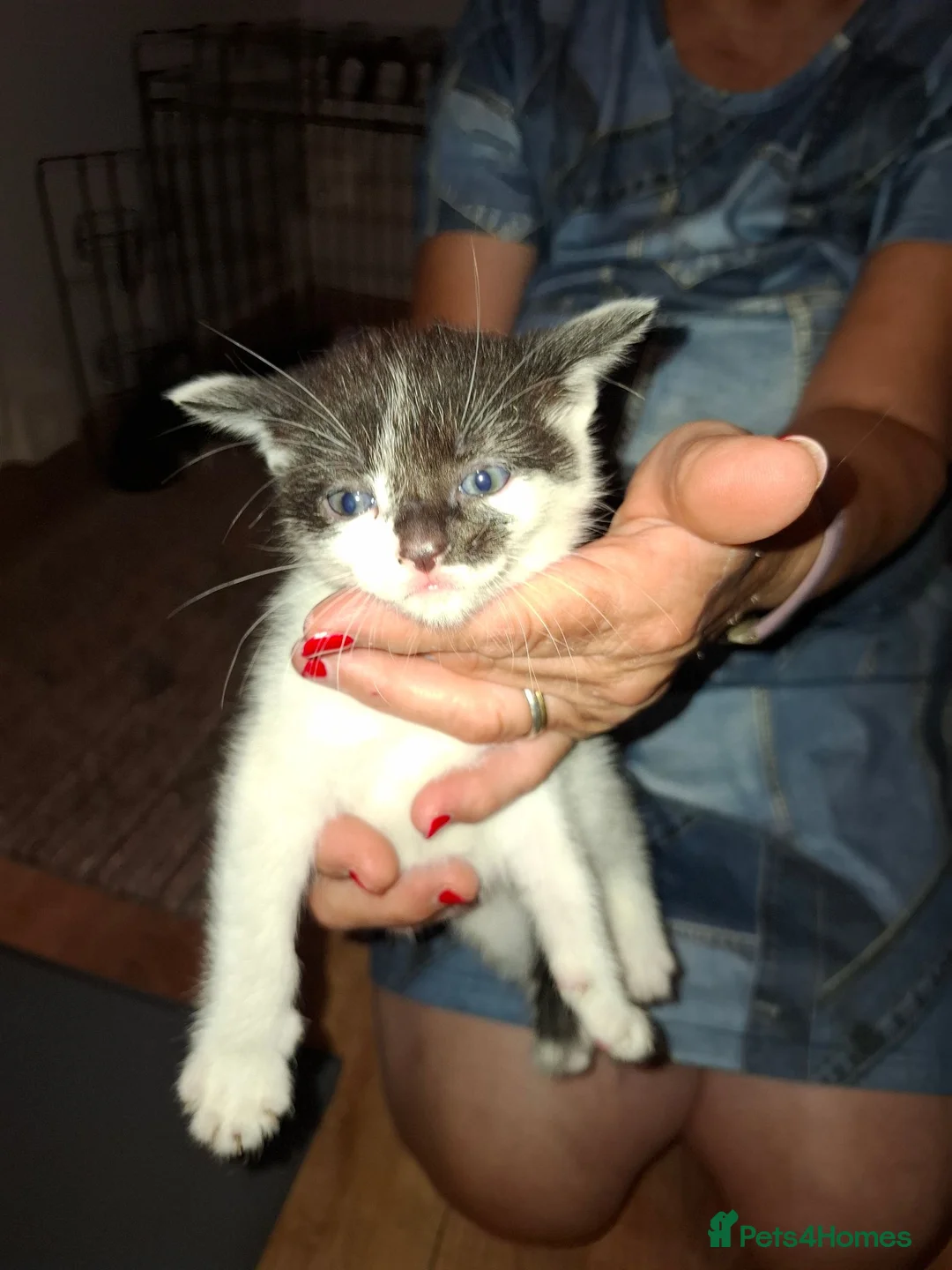 Mixed Breed cats for sale: 4 kittens  - Advert 1