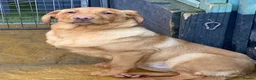 Labrador Retriever dogs for sale: Working Labrador  - Advert 2