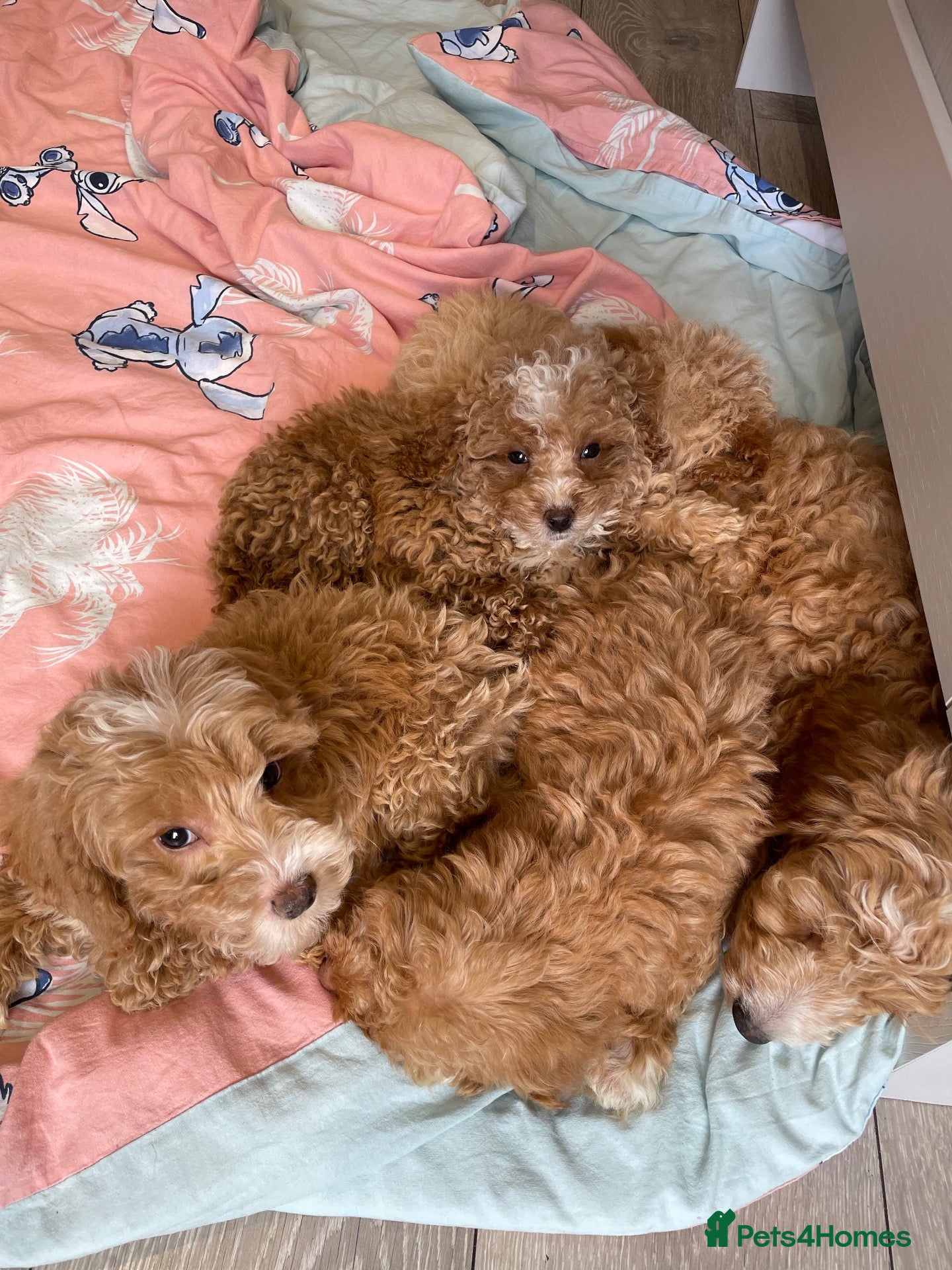 Cockapoo dogs F1B Cockapoo Pups - Ready to leave now!! - Advert 2