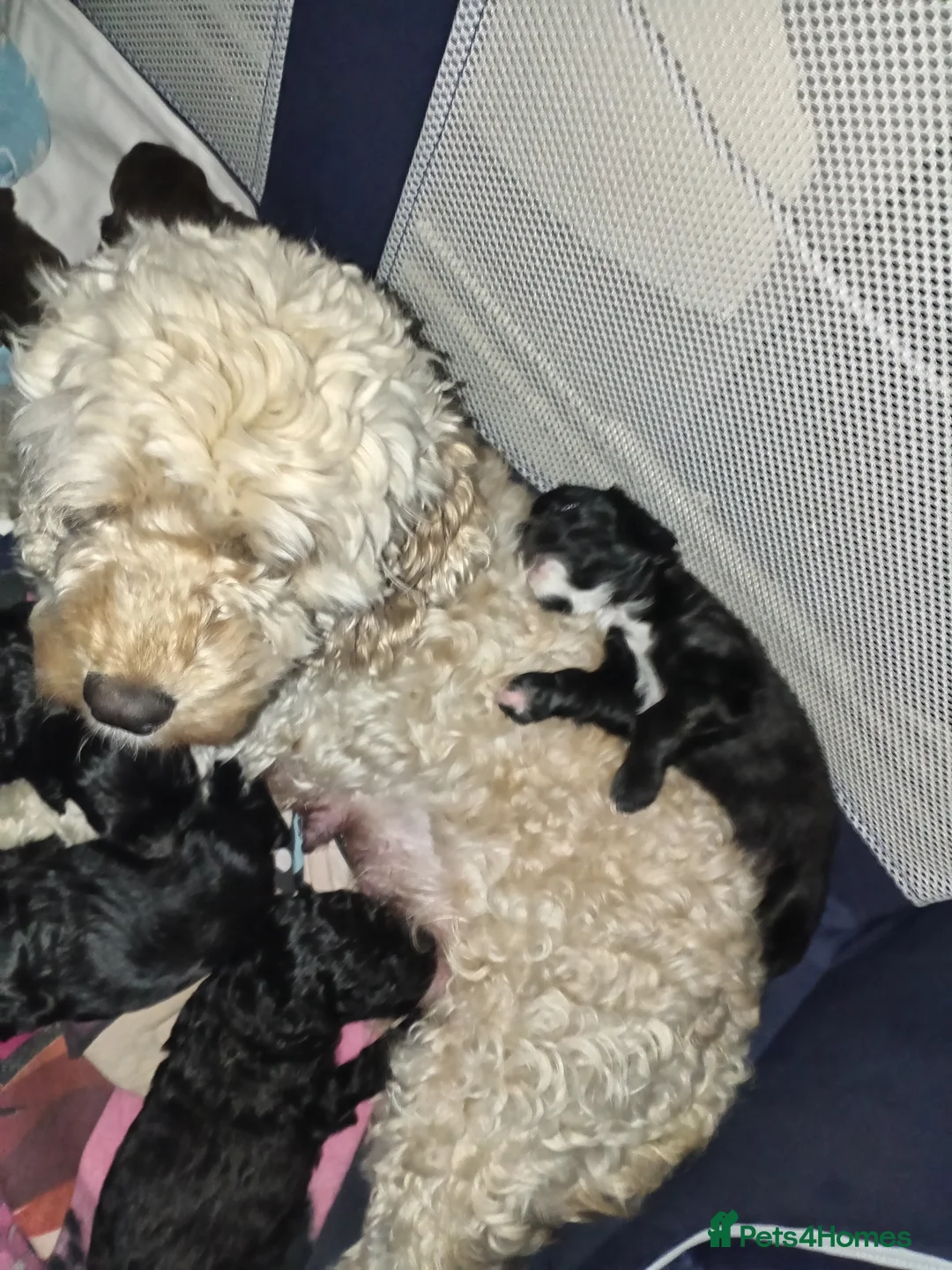 Cockapoo dogs for sale: Cockapoo pups in Redditch - Advert 1