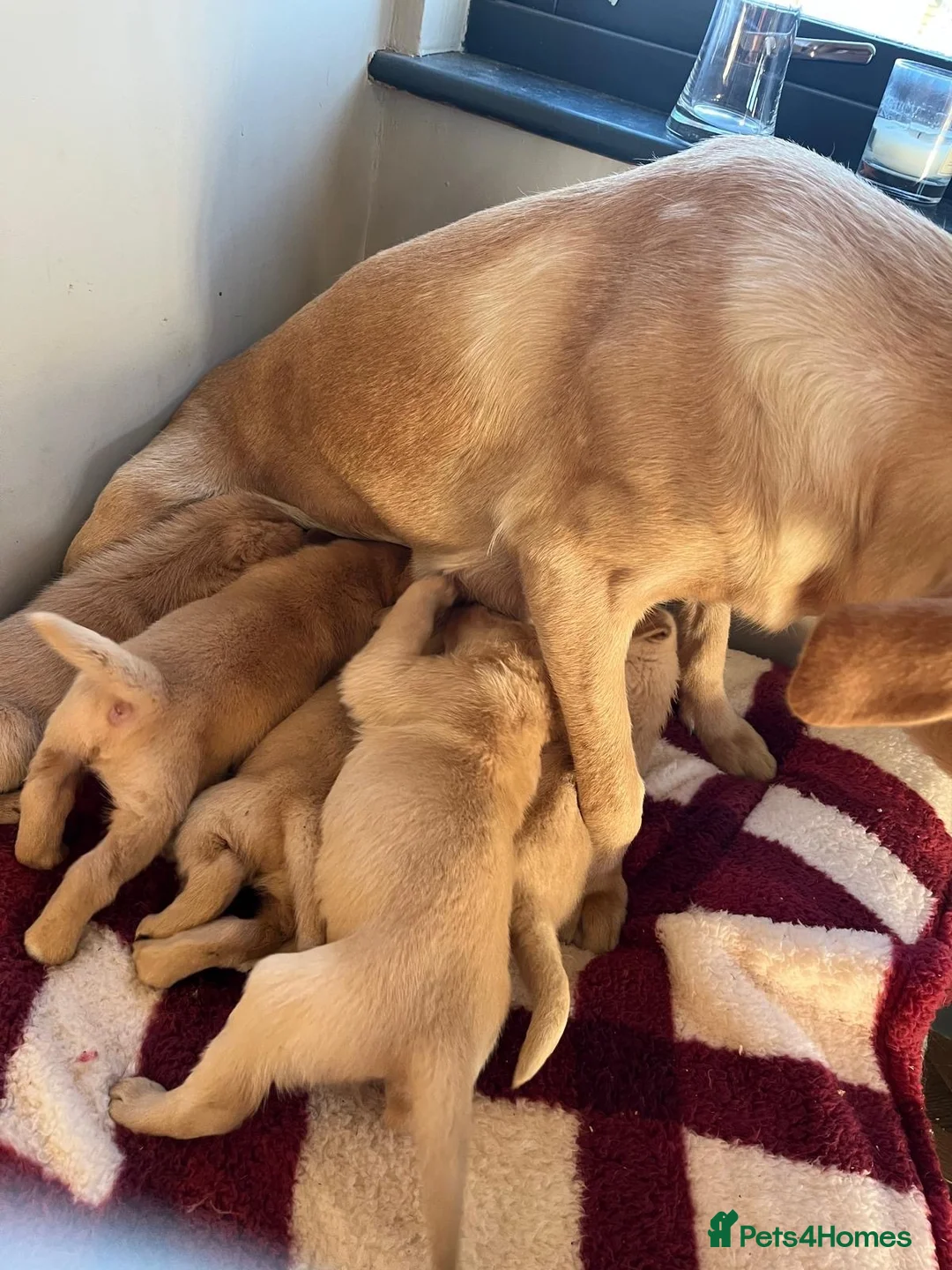 Labrador Retriever dogs for sale: Labrador Golden - Advert 4