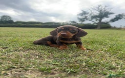Miniature Dachshund dogs for sale: Adorable miniature dachshund puppies 💞💙 - Image 4