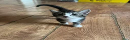 Mixed Breed cats for sale: Cute and playful  - Advert 4