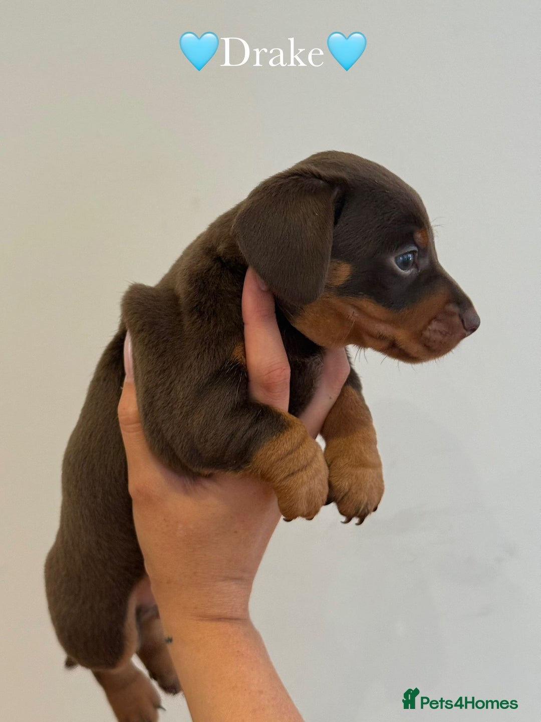 Dachshund dogs for sale: dachshund puppy’s for sale - Image 13