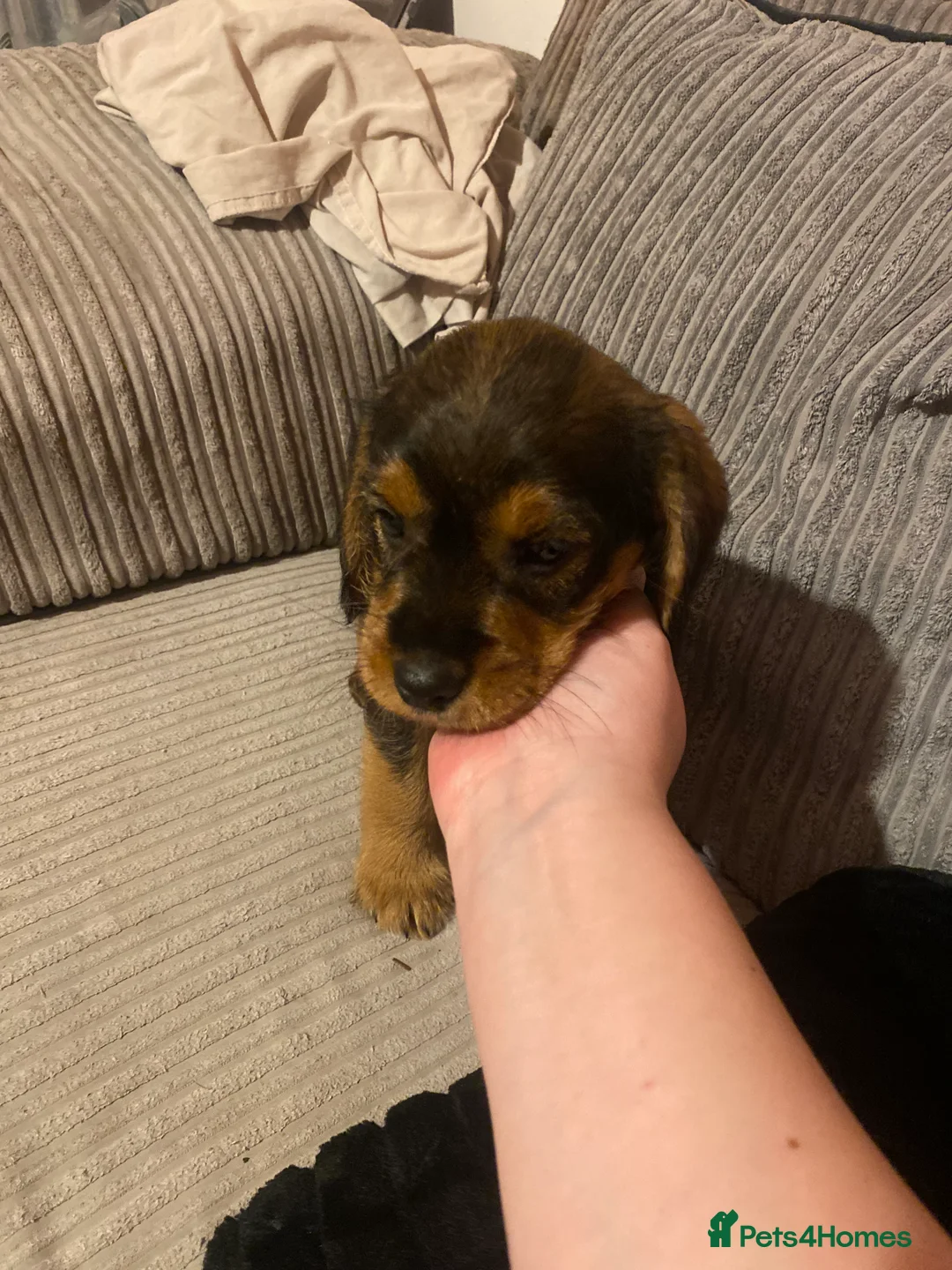 Mixed Breed dogs for sale: Miniature schnoodle puppies  - Advert 5