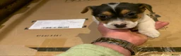 Jack Russell dogs for sale: 5 stunning playful jack Russels - Advert 7