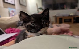 British Shorthair cats for sale: Adorable kittens  in Great Missenden - Image 2