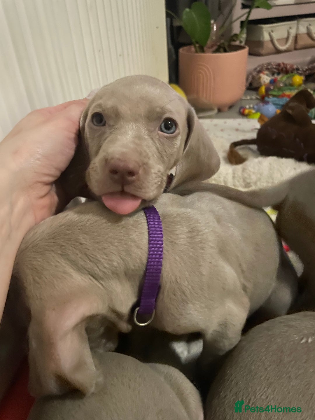 Weimaraner dogs for sale: KC registered Silver puppies - Advert 25