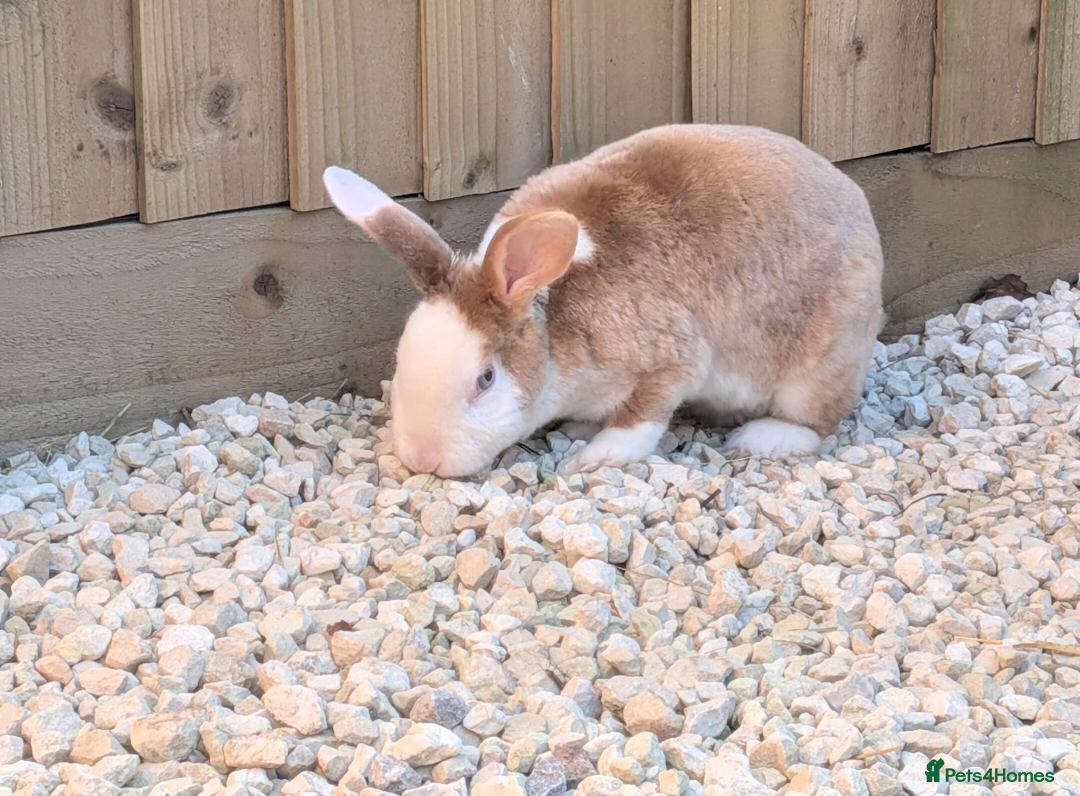 Mixed Breed rabbits for sale: Female rabbit WITH HUTCH and everything needed. - Advert 1