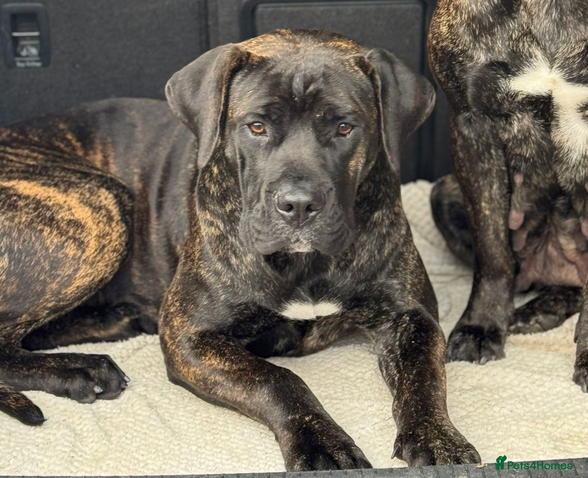 Presa Canario dogs Female presa canario - Advert 1