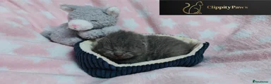 British Shorthair Kitten 3