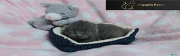 British Shorthair cats for sale: GCCF REGISTERED CHUNKY BRITISH SHORTHAIR KITTENS - Advert 8