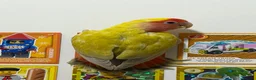 Lovebirds birds for sale: Bonded Pair of Lovebirds Looking for Loving Home - Advert 1