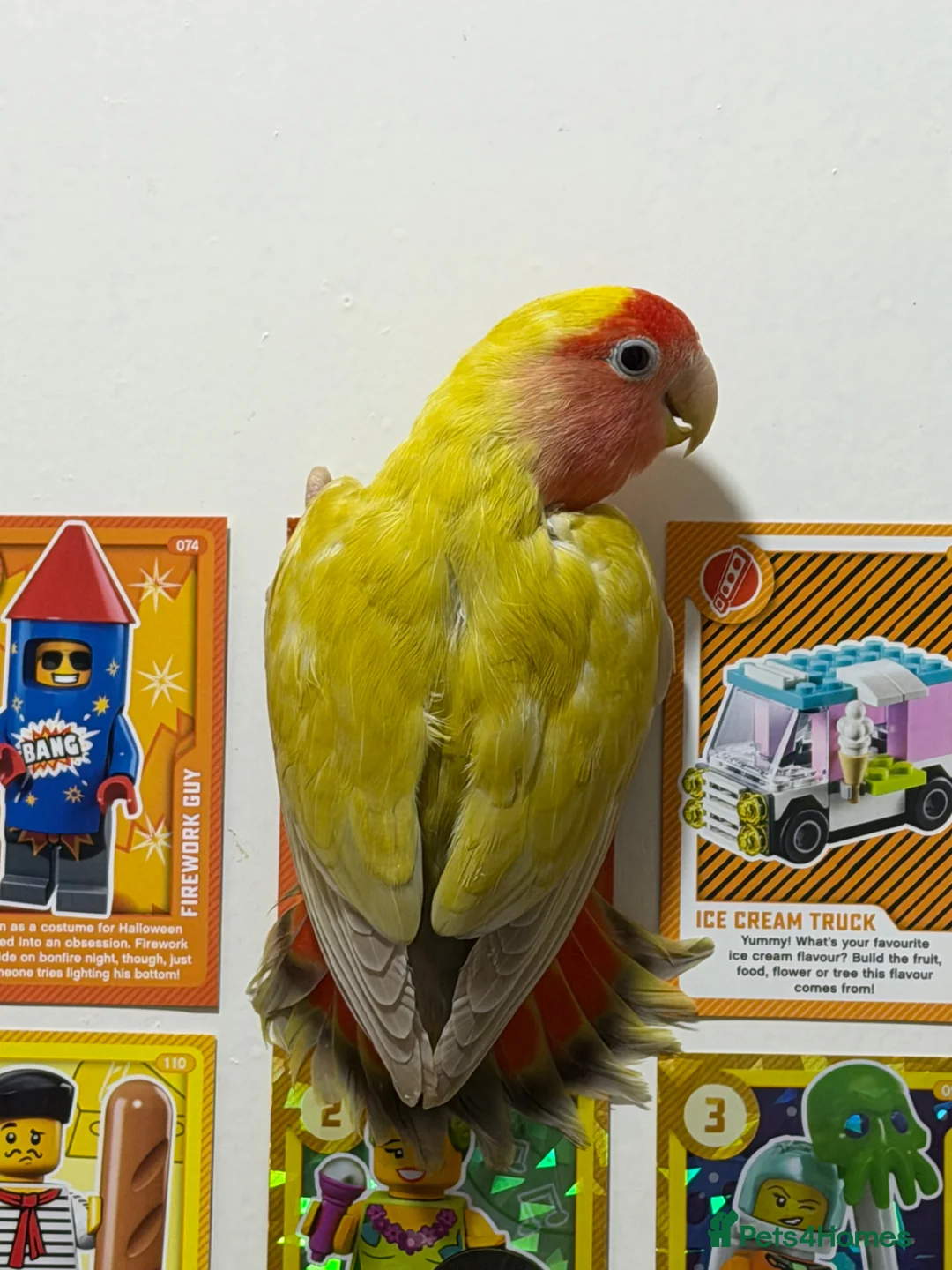 Lovebirds birds for sale: Bonded Pair of Lovebirds Looking for Loving Home - Advert 1