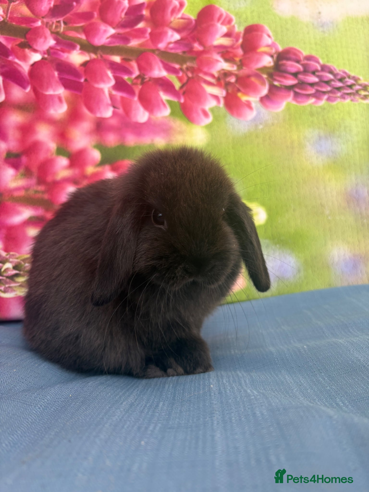 Mini Lop rabbits for sale: Mini lops - Advert 11
