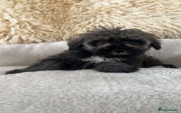 Mixed Breed dogs for sale: Schnoodle puppies for sale  - Image 11