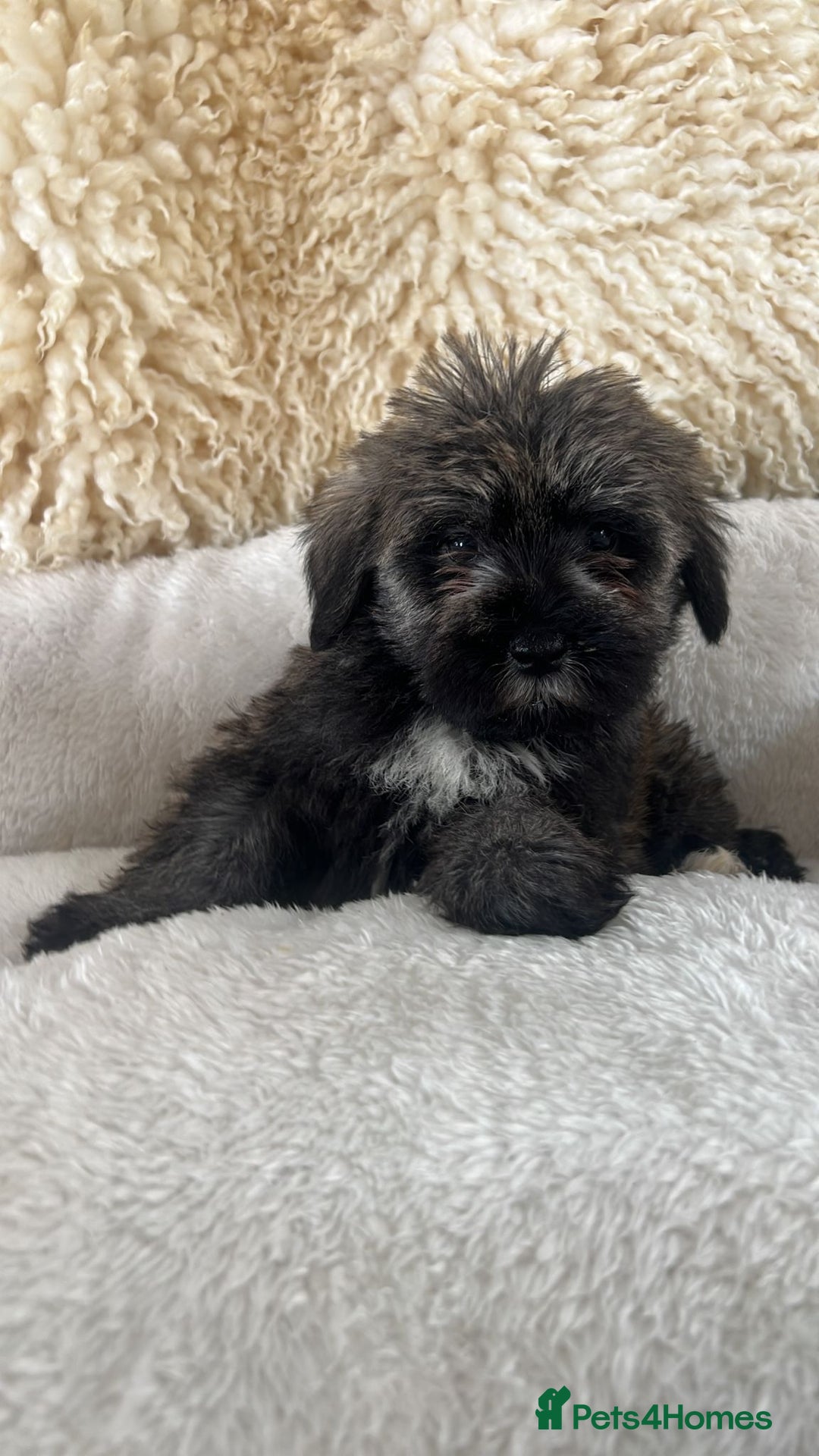 Mixed Breed dogs for sale: Schnoodle puppies for sale  - Image 11