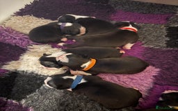 Boston Terrier dogs for sale: Kc reg true to type Boston terrier puppies - Image 3