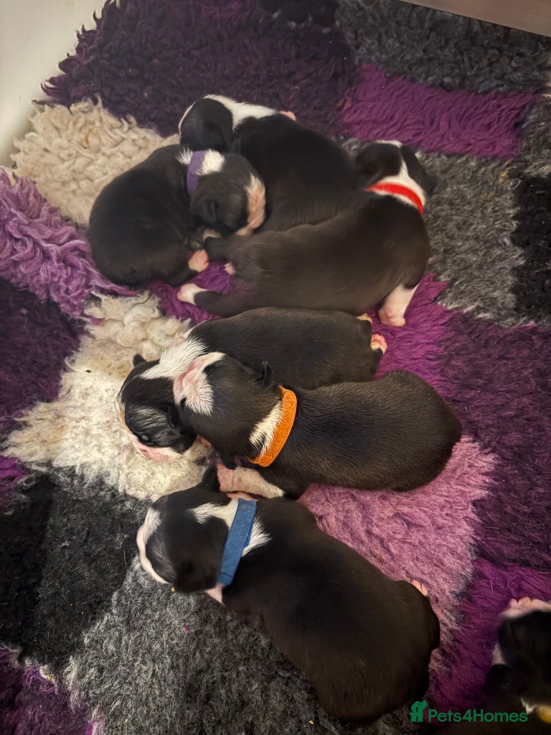 Boston Terrier dogs for sale: Kc reg true to type Boston terrier puppies - Image 3