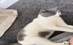 British Shorthair cats for sale: Sweet boy for rehoming - Image 2
