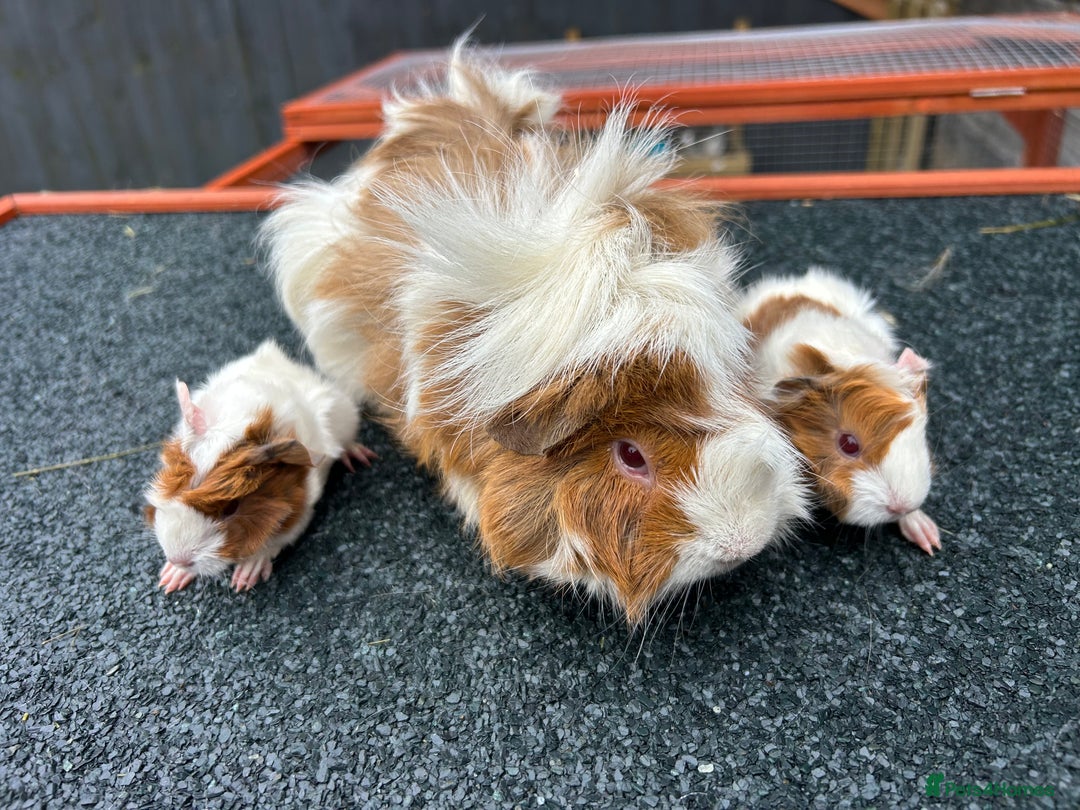 Guinea Pig rodents for sale: Beautiful Baby Guinea pigs to reserve  - Image 12