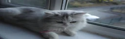 Persian cats for sale: Persian chinchilla silver back in Walsall - Advert 18