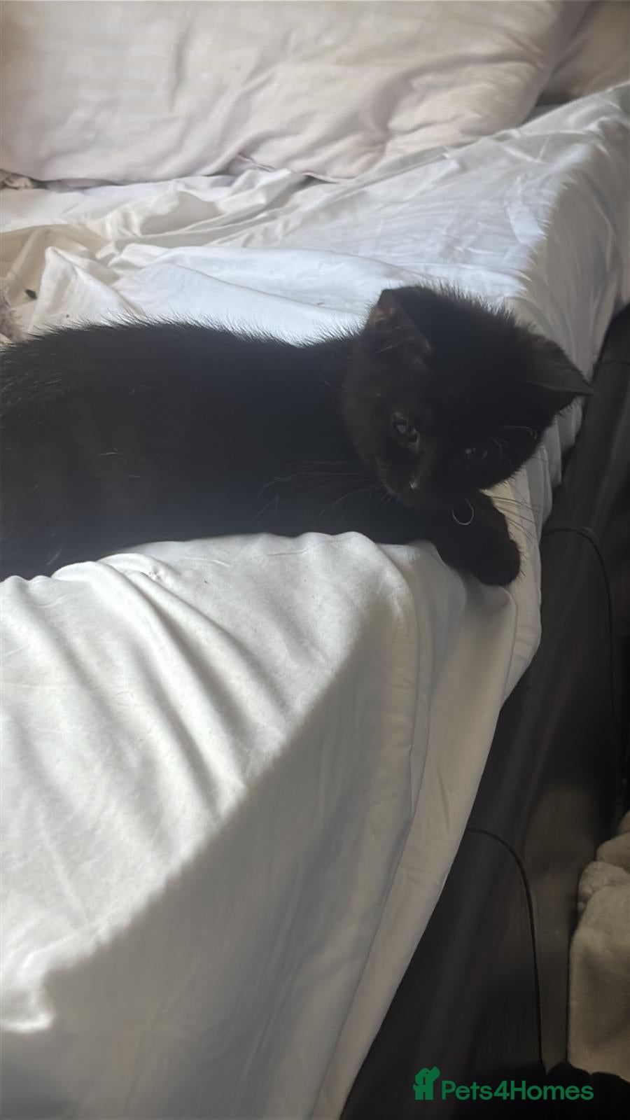Mixed Breed cats Male kitten  - Advert 1