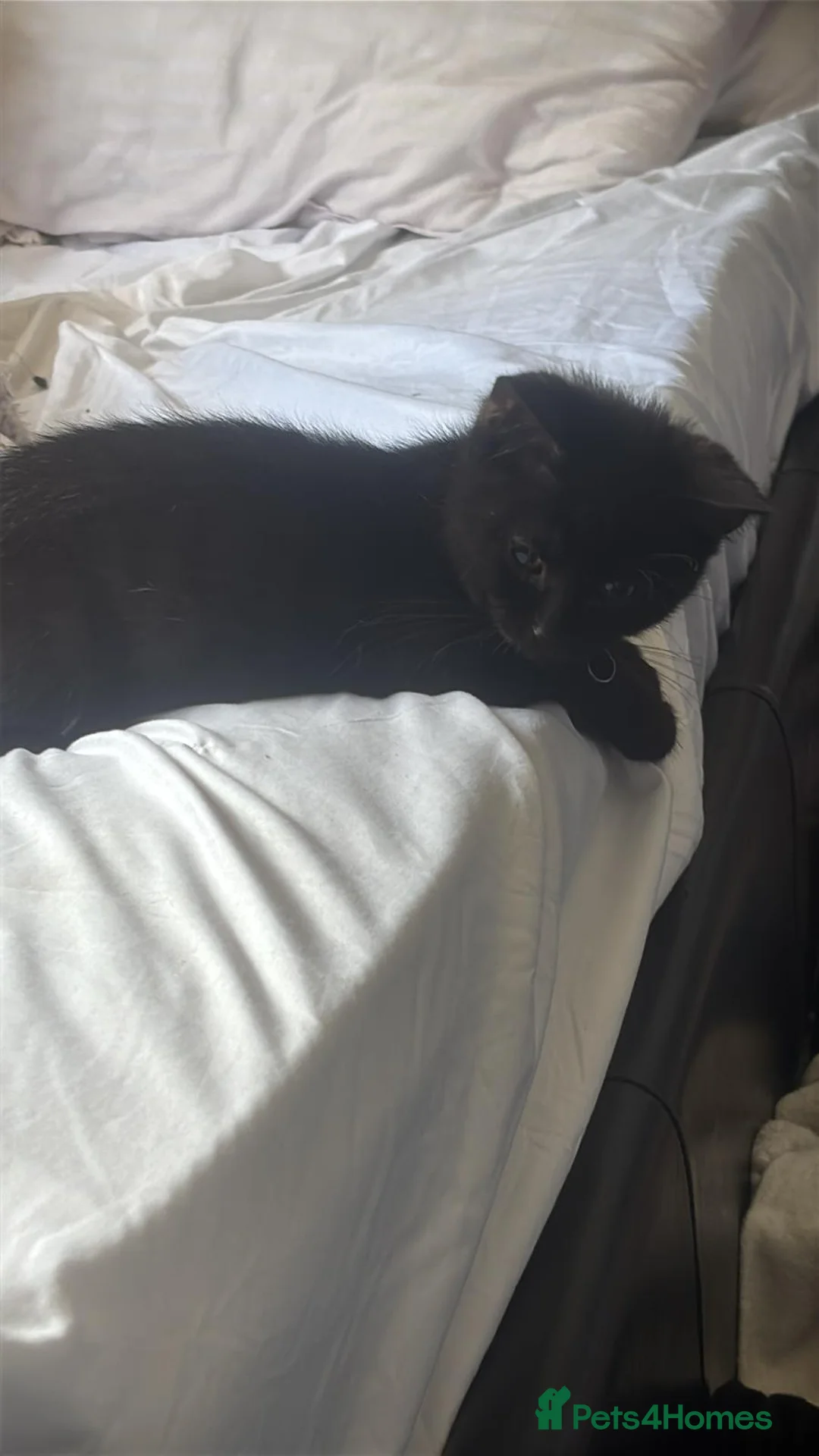 Mixed Breed cats for sale: Male kitten  in Tipton - Advert 1