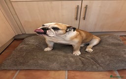 English Bulldog dogs for sale: Most loveable English Bulldog (I don’t want cash) - Image 12