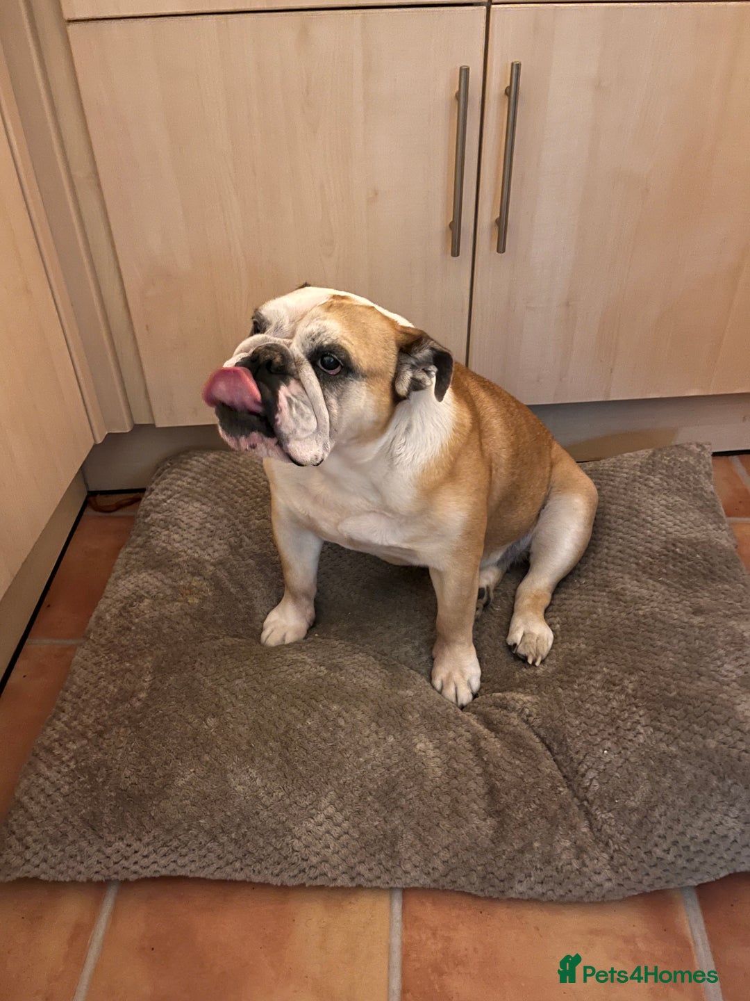 English Bulldog dogs for sale: Most loveable English Bulldog (I don’t want cash) - Image 12