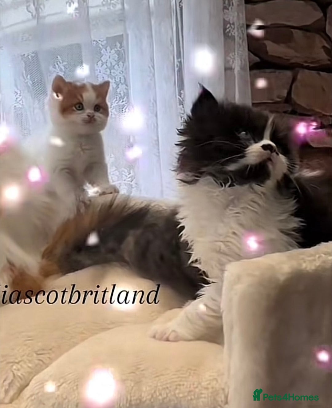 British Longhair cats for sale: Champion line PEDIGREE BLH/BSH kittens 🩵🩷💙 - Image 14