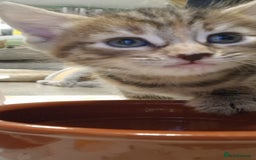 Domestic Shorthair cats for sale: 6 Adorable DSH kittens! Ginger & tabby babies ❤️  - Image 16