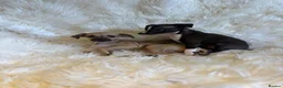 Italian Greyhound dogs for sale: ✨ KC Registered Italian Greyhound puppies ✨ - Advert 9