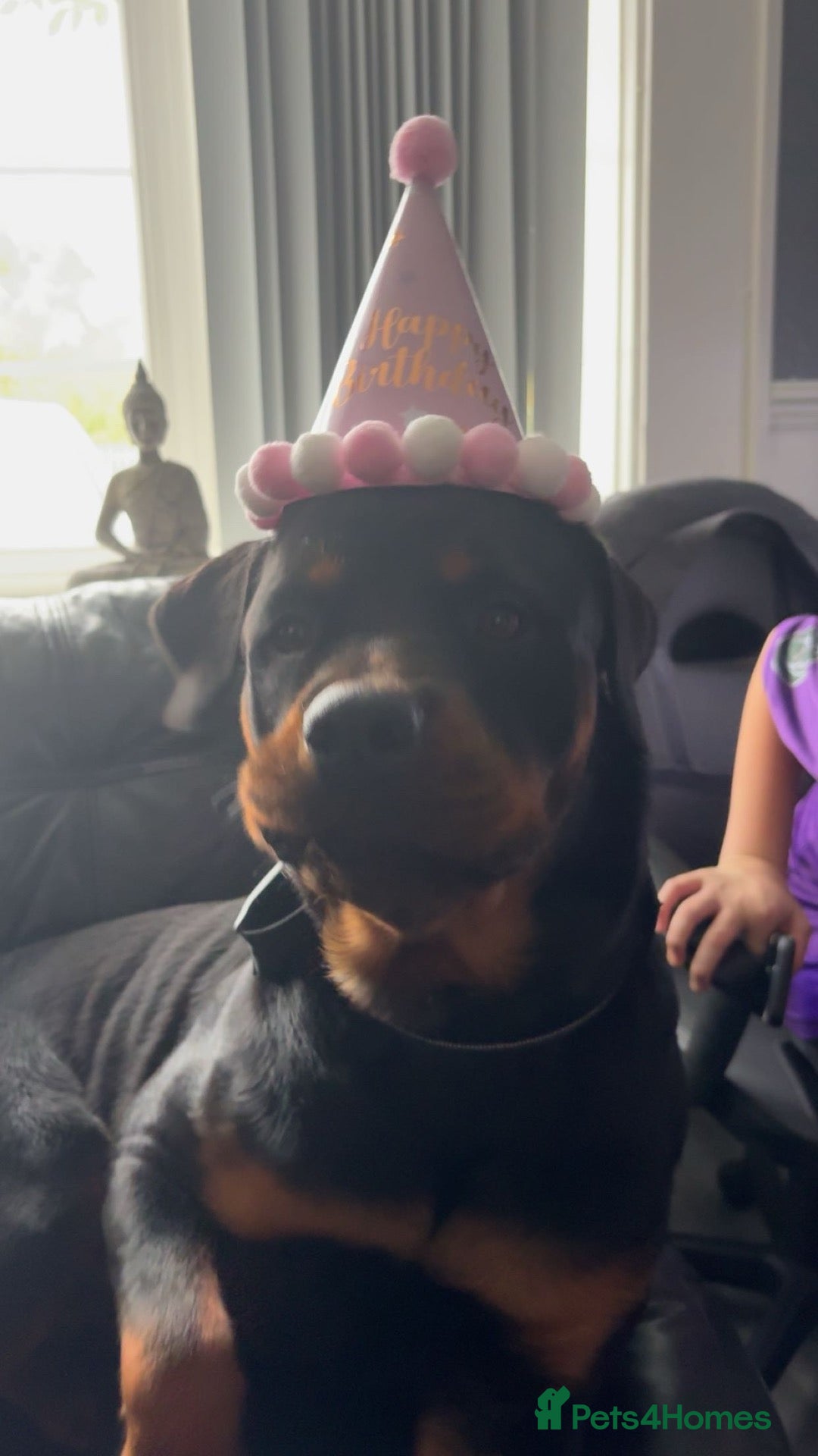 Rottweiler dogs Free for rehoming  - Advert 1