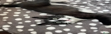 Black and White Nose Male