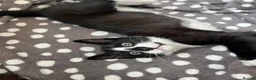 Mixed Breed cats for sale: 3 x Gorgeous Kittens Left  in Bournemouth - Advert 7