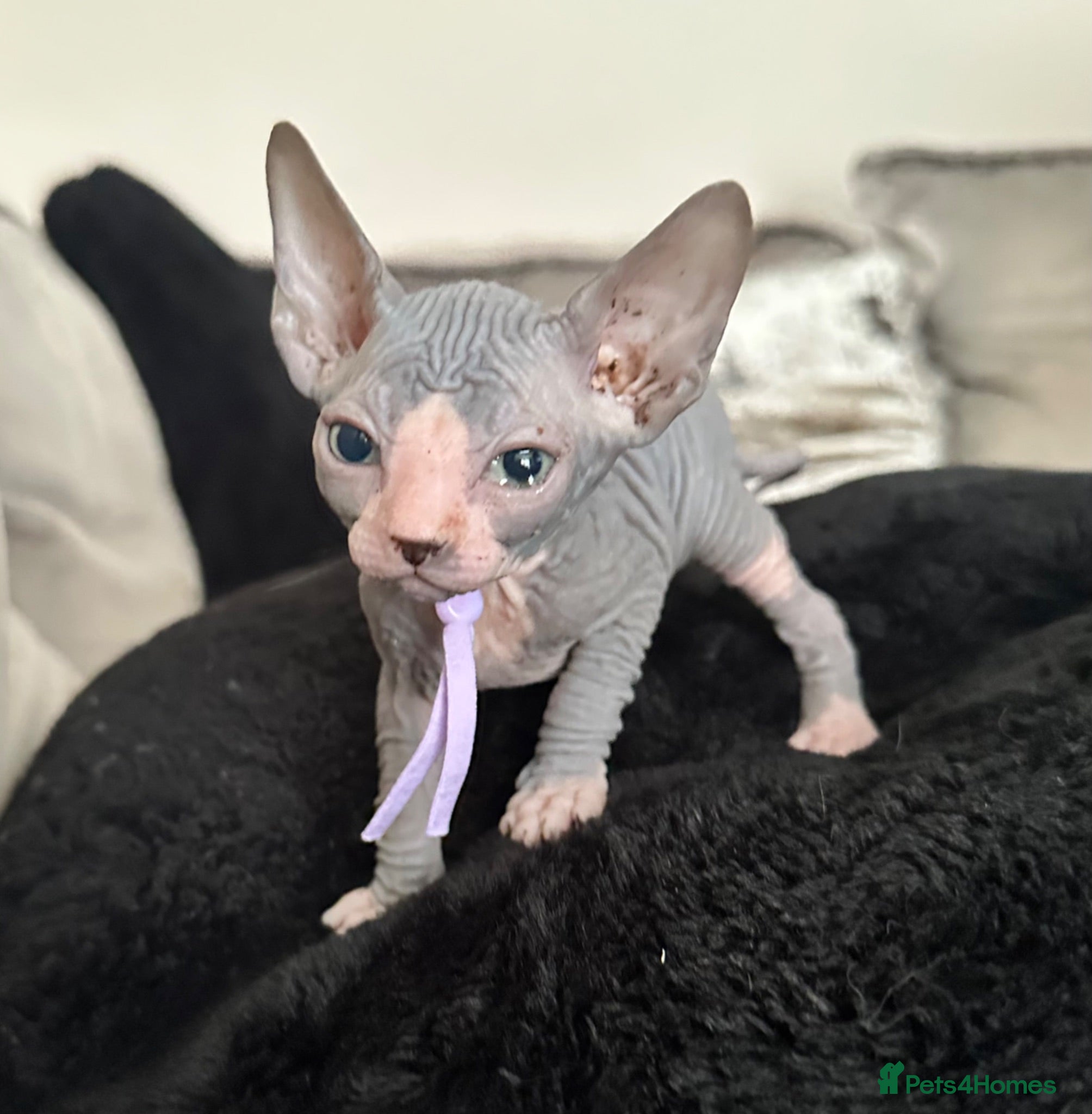 Sphynx cats Stunning lilac and blue sphynx  - Advert 14