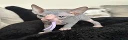 Sphynx cats for sale: Just 2 gorgeous boys left now - Advert 12