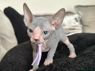 Sphynx cats Stunning lilac and blue sphynx - Advert 14