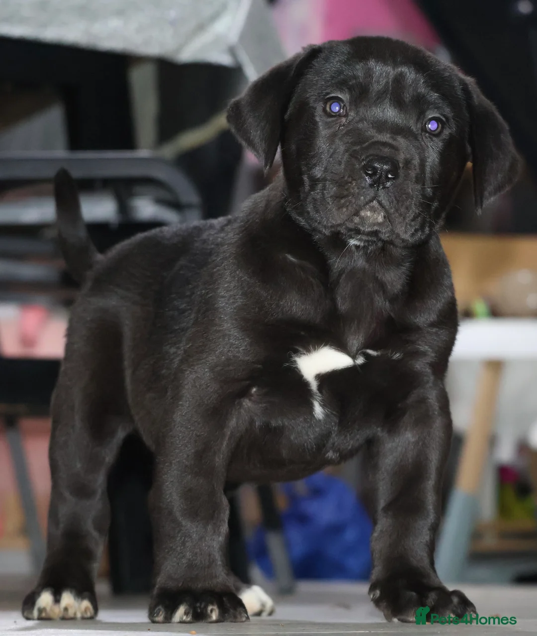 Presa Canario dogs for sale: Presa Canario puppies - Advert 9