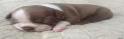 Boston Terrier dogs for sale: KC registered Boston Terrier Pups - Advert 13