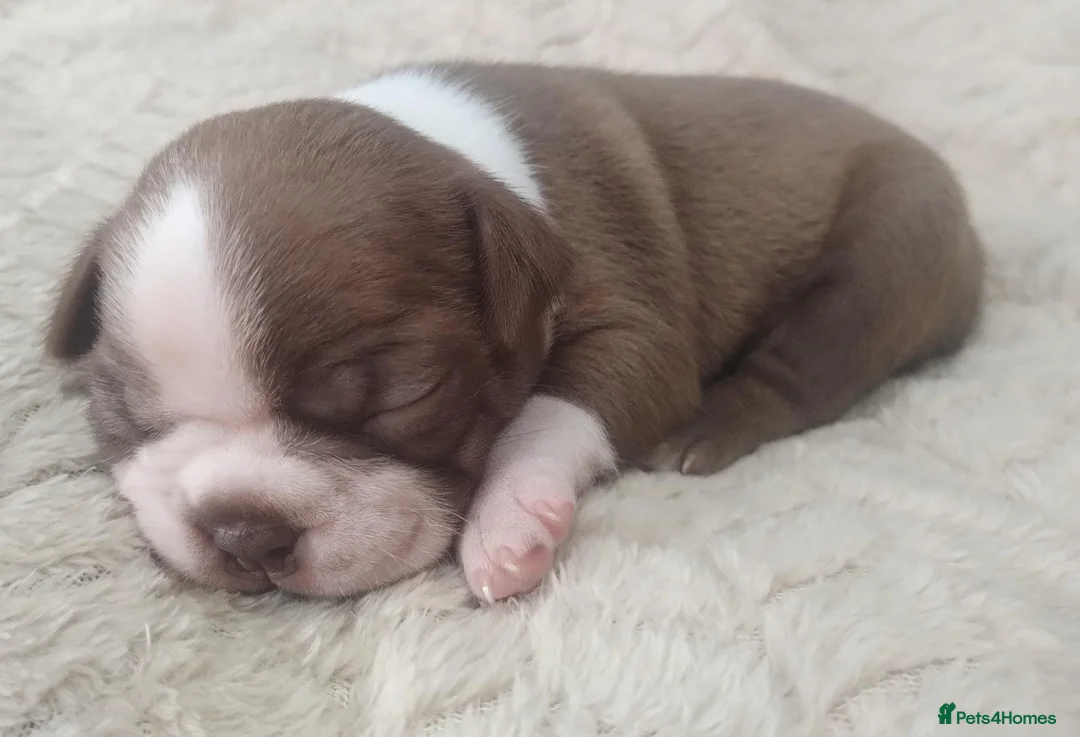 Boston Terrier dogs for sale: KC registered Boston Terrier Pups - Advert 13