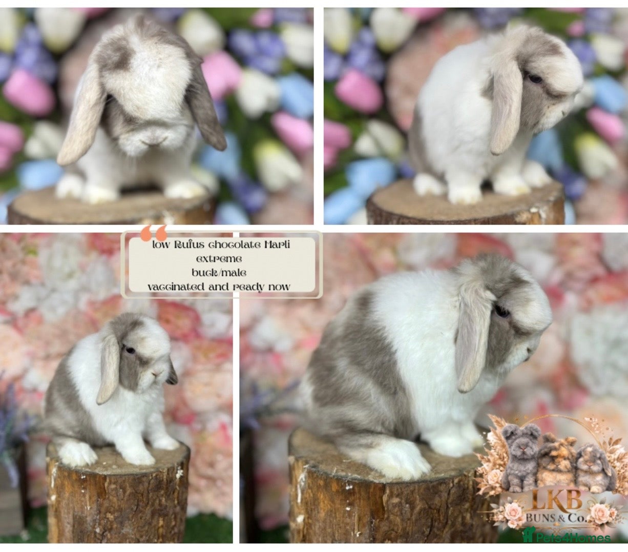 Mini Lop rabbits ✨PEDIGREE MINI LOPS✨ - Advert 24
